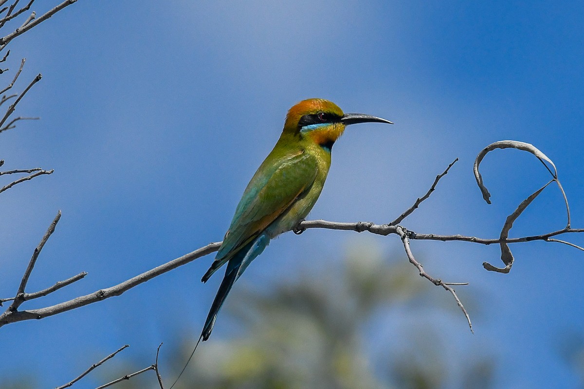 Rainbow Bee-eater - ML646441571