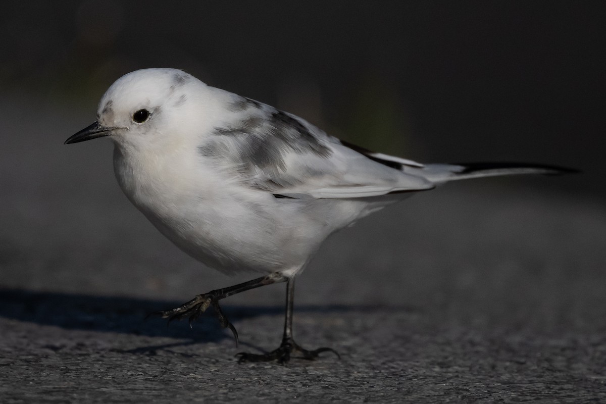 White Wagtail - ML646441572