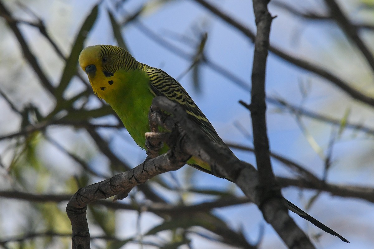 Budgerigar - ML646441573