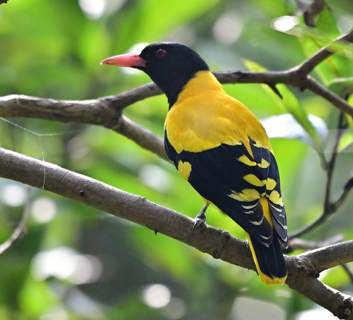 Black-hooded Oriole - ML646441574