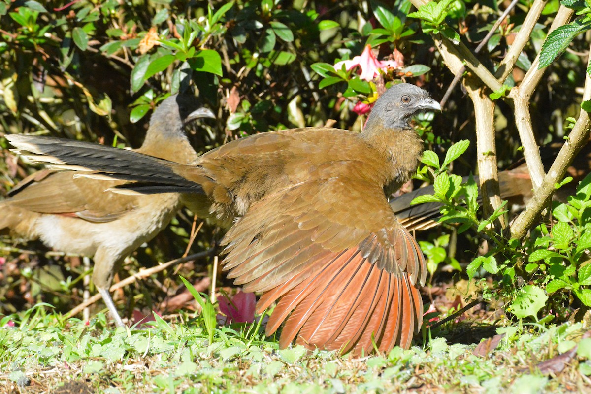 Gray-headed Chachalaca - ML646441575