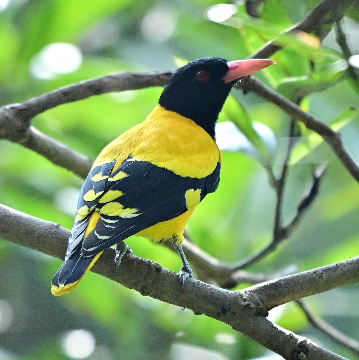 Black-hooded Oriole - ML646441578
