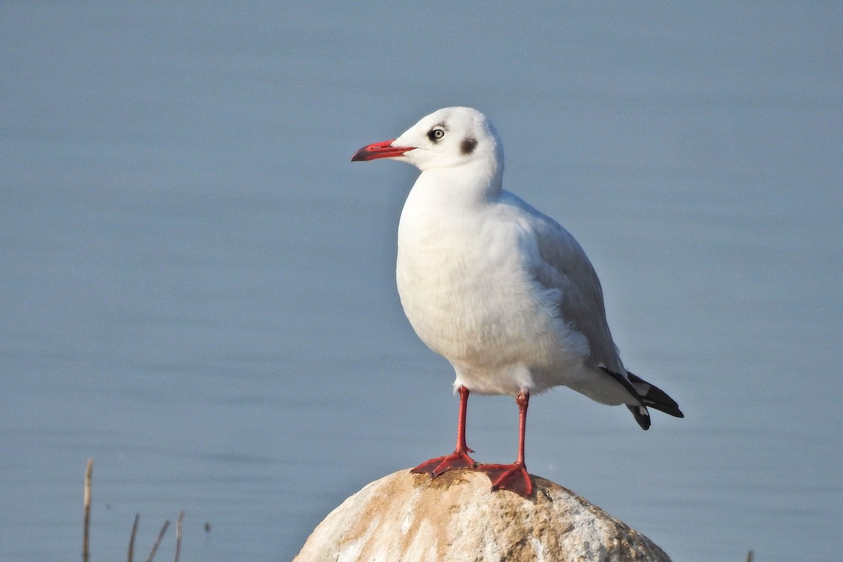 Brown-headed Gull - ML646441579