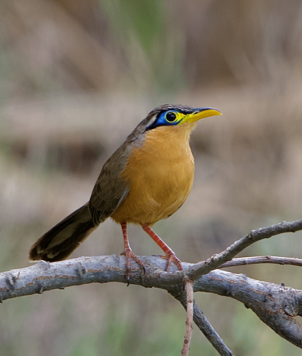 Lesser Ground-Cuckoo - ML646441582