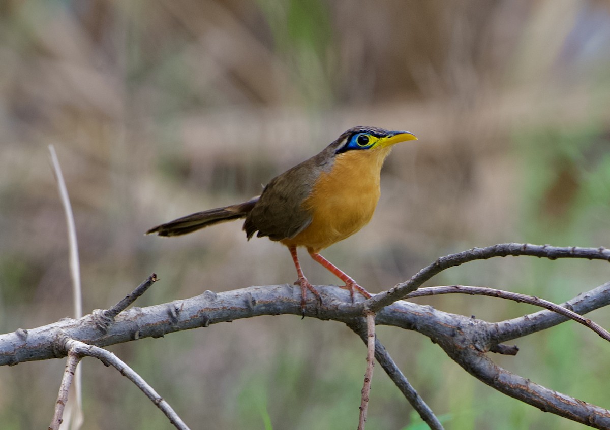 Lesser Ground-Cuckoo - ML646441583