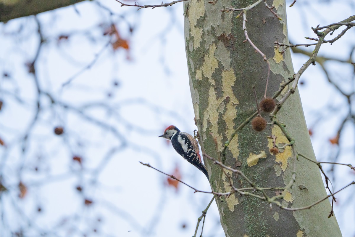 Middle Spotted Woodpecker - ML646441586