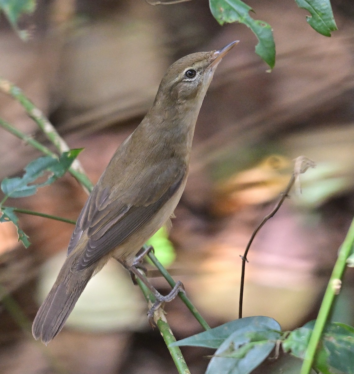 布氏葦鶯 - ML646441588