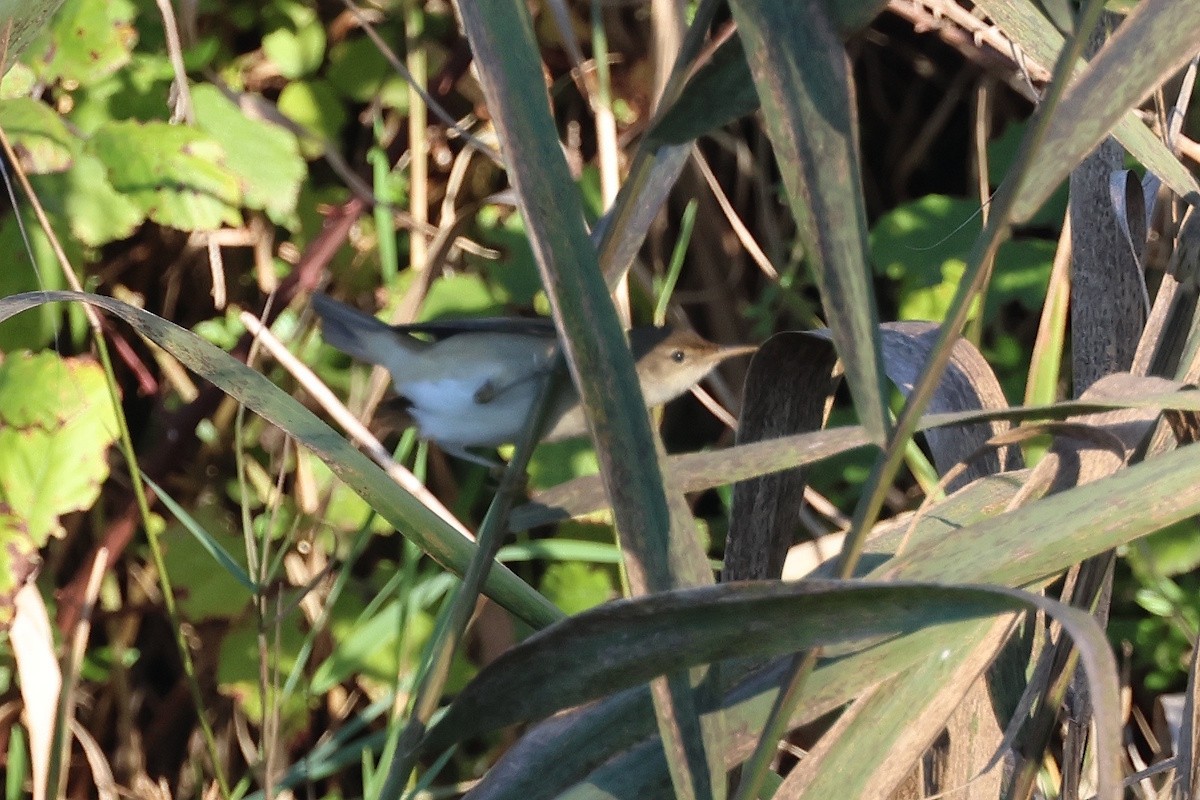 Common Reed Warbler - ML646441589