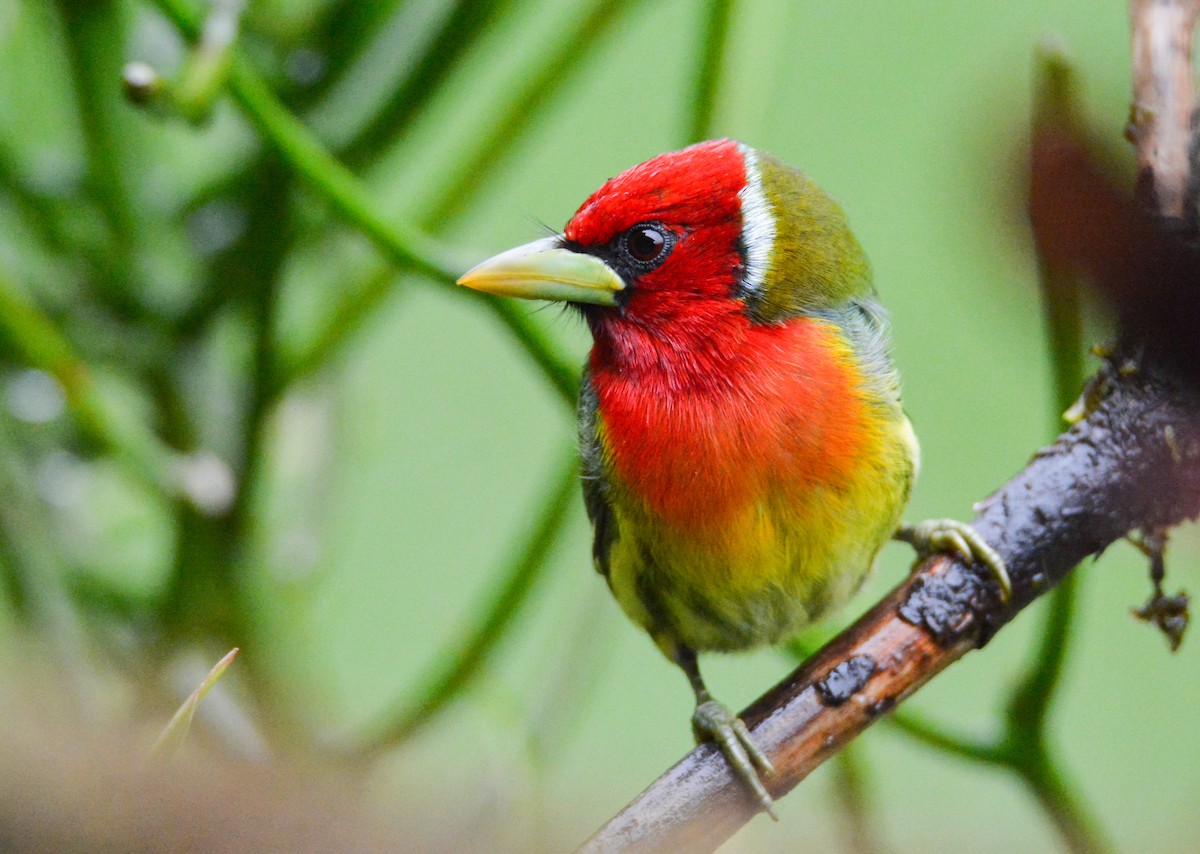 Red-headed Barbet - ML646441590