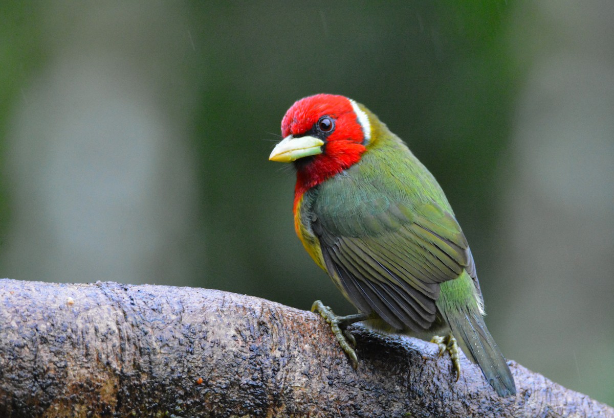 Red-headed Barbet - ML646441591