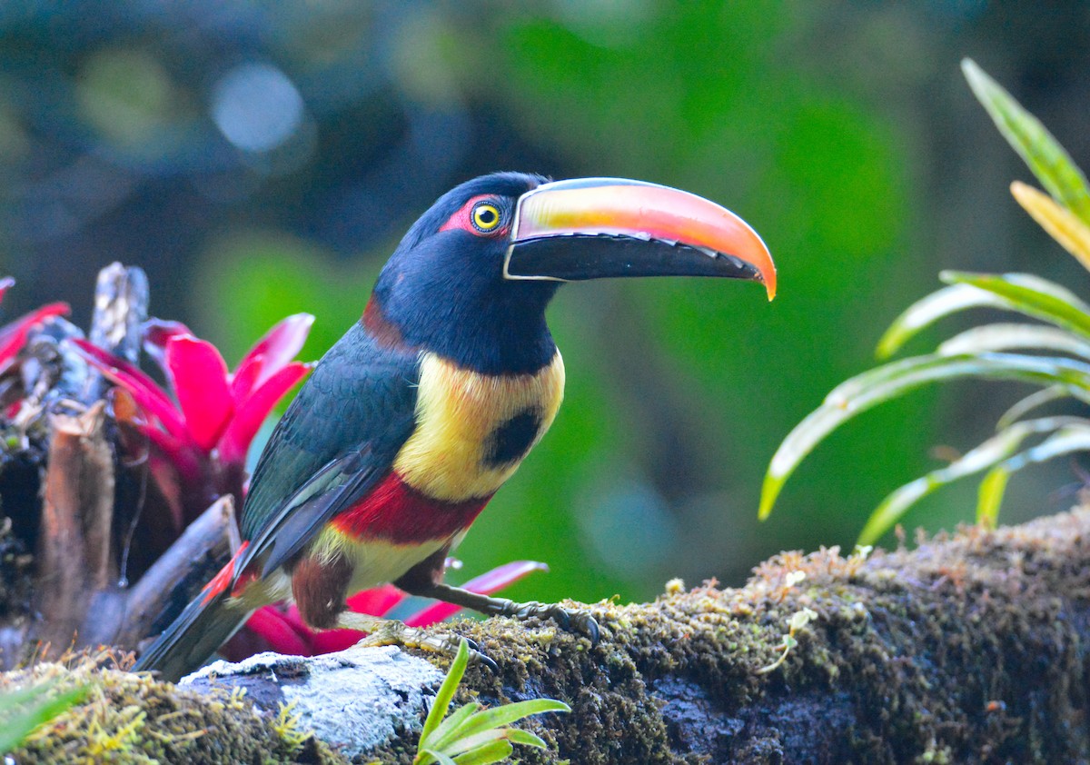 Fiery-billed Aracari - ML646441592