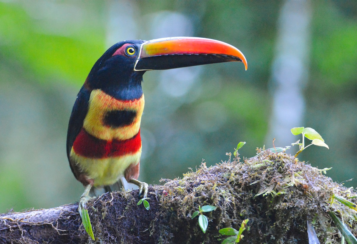 Fiery-billed Aracari - ML646441593