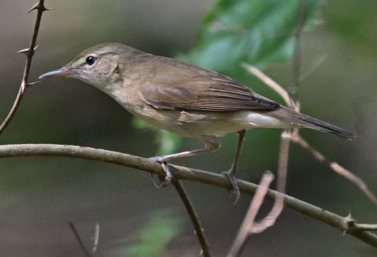 布氏葦鶯 - ML646441594