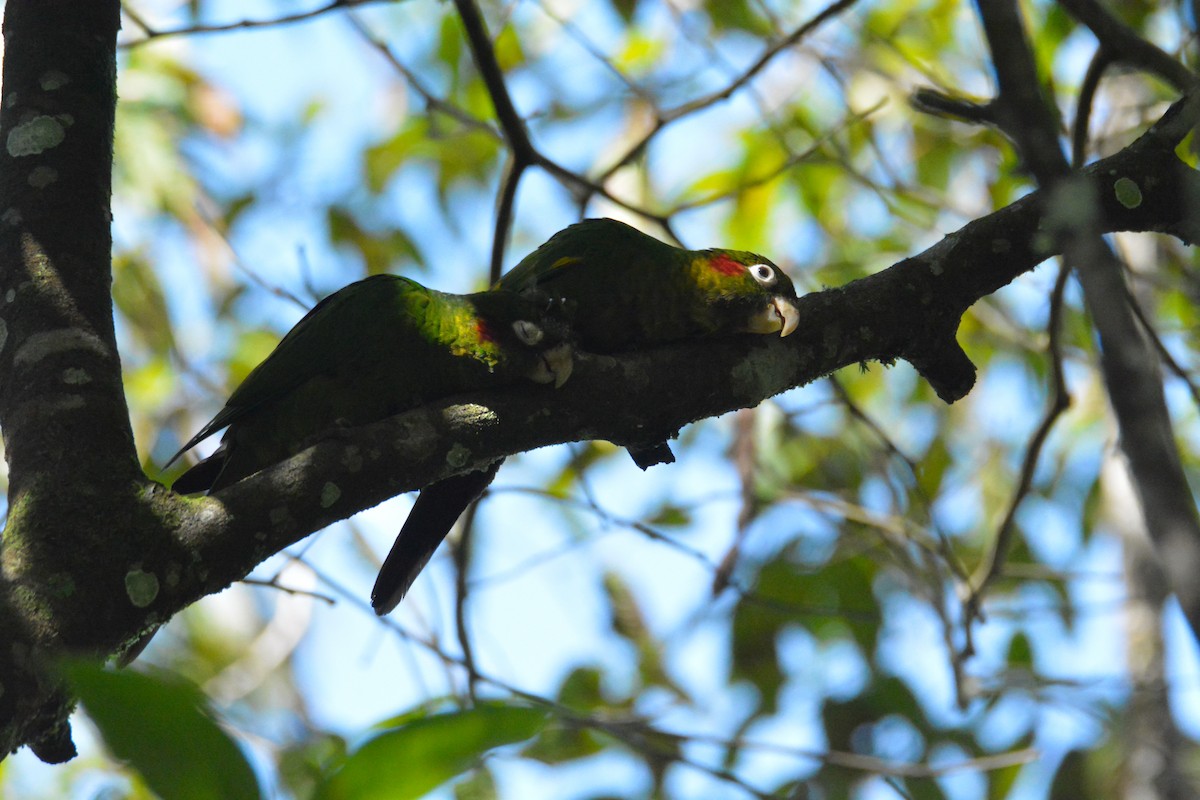 ホオベニインコ - ML646441595
