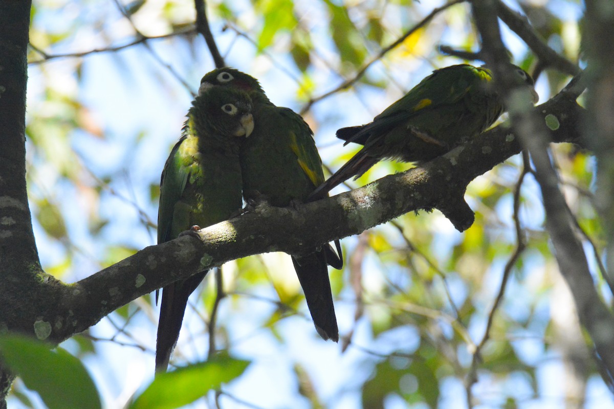 ホオベニインコ - ML646441596