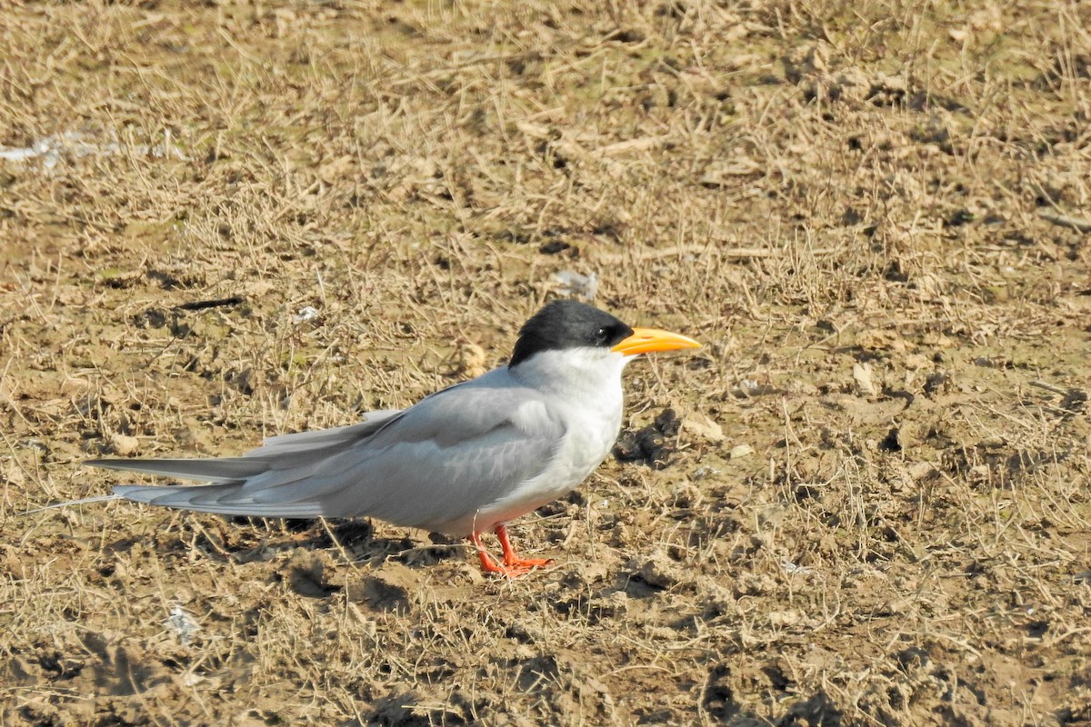 River Tern - ML646441597