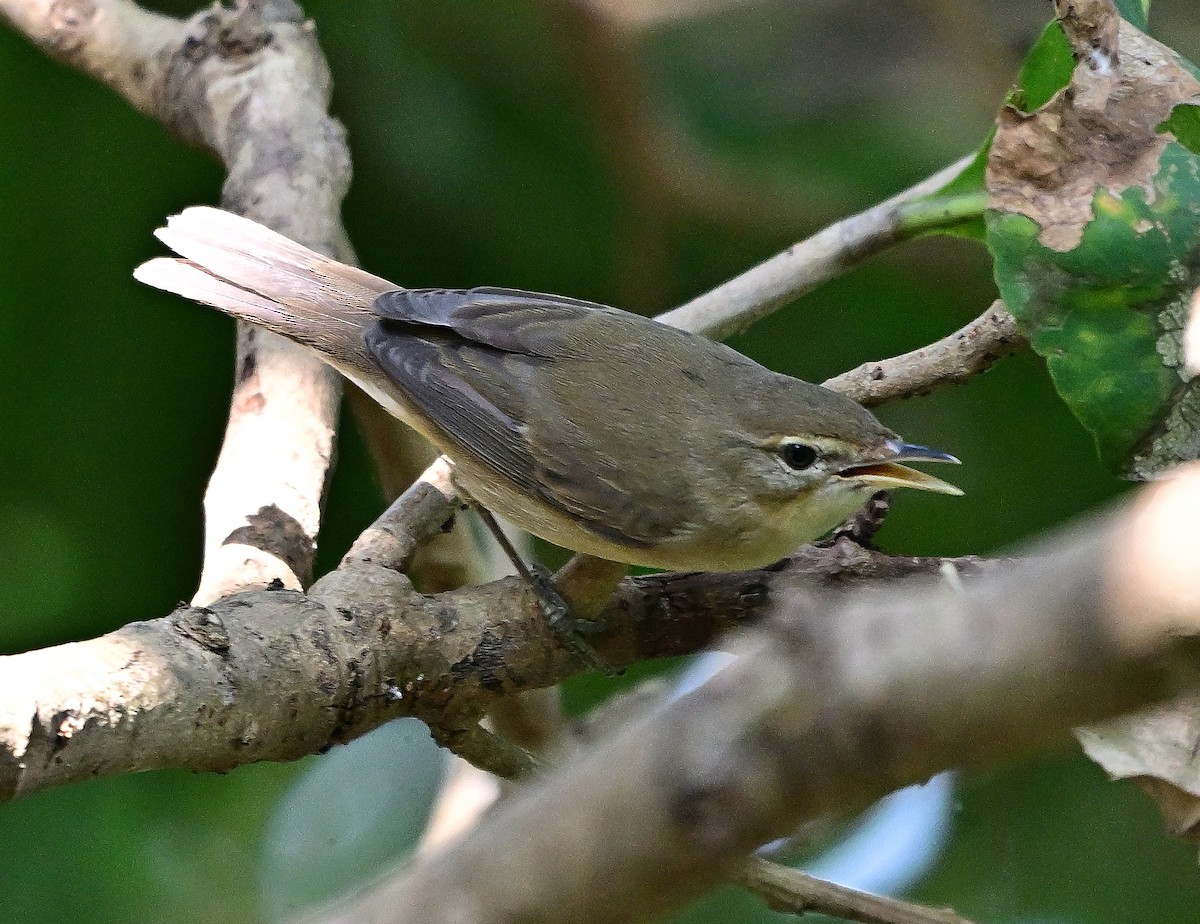 布氏葦鶯 - ML646441599