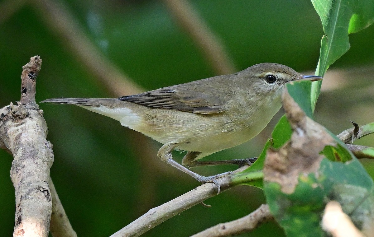 布氏葦鶯 - ML646441600