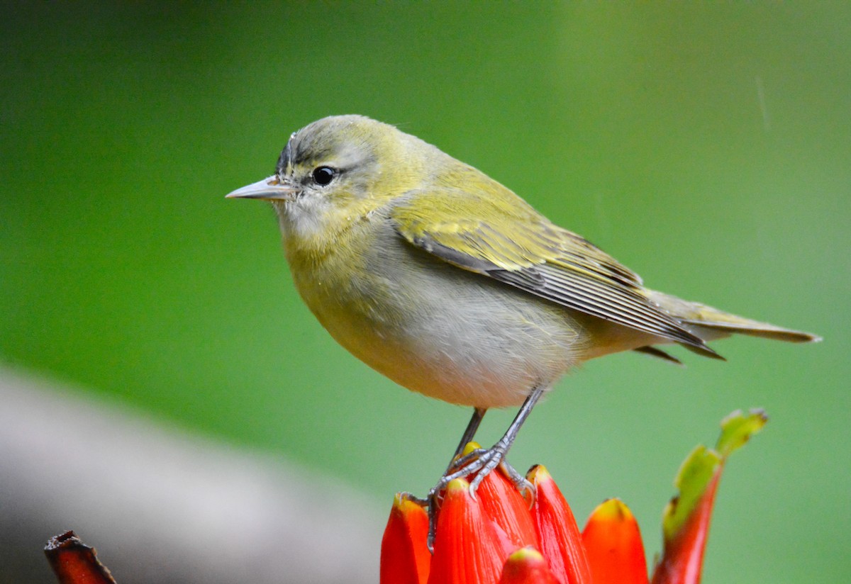 Tennessee Warbler - ML646441601