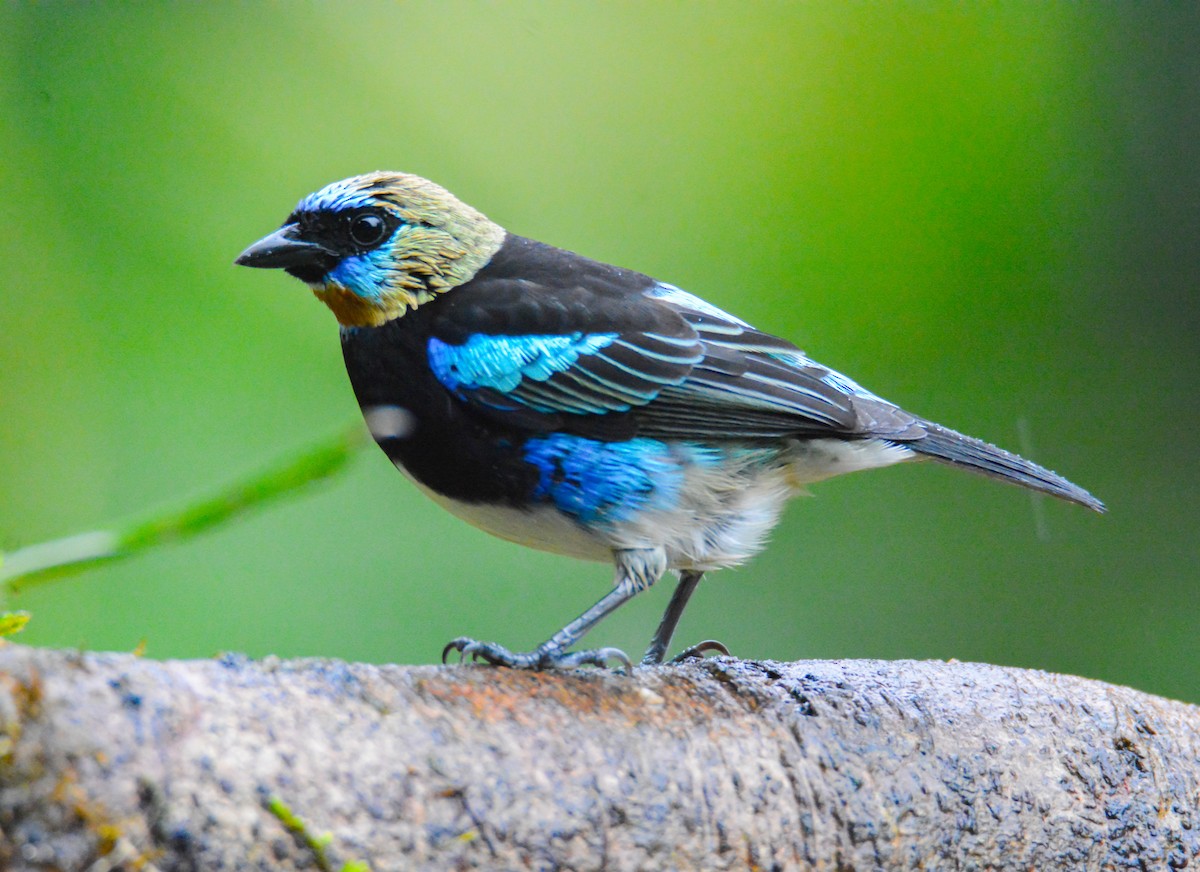 Golden-hooded Tanager - ML646441608