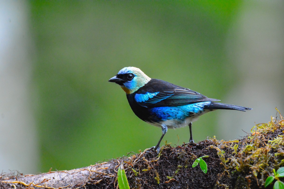 Golden-hooded Tanager - ML646441609