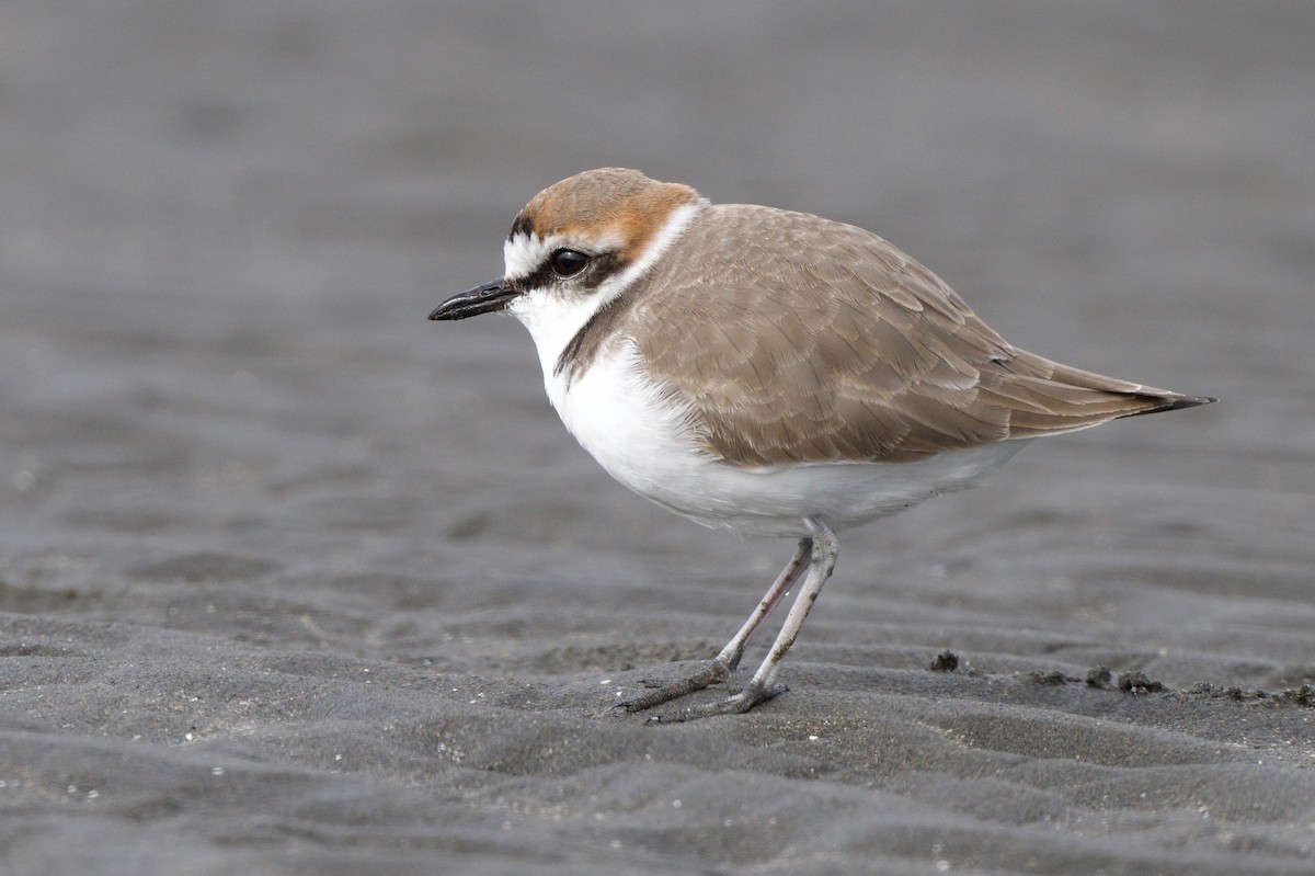 東方環頸鴴 - ML646441614