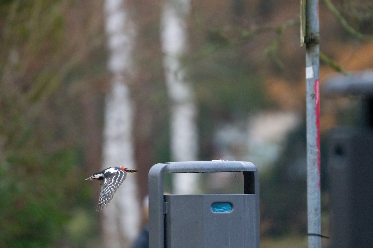 Great Spotted Woodpecker - ML646441615