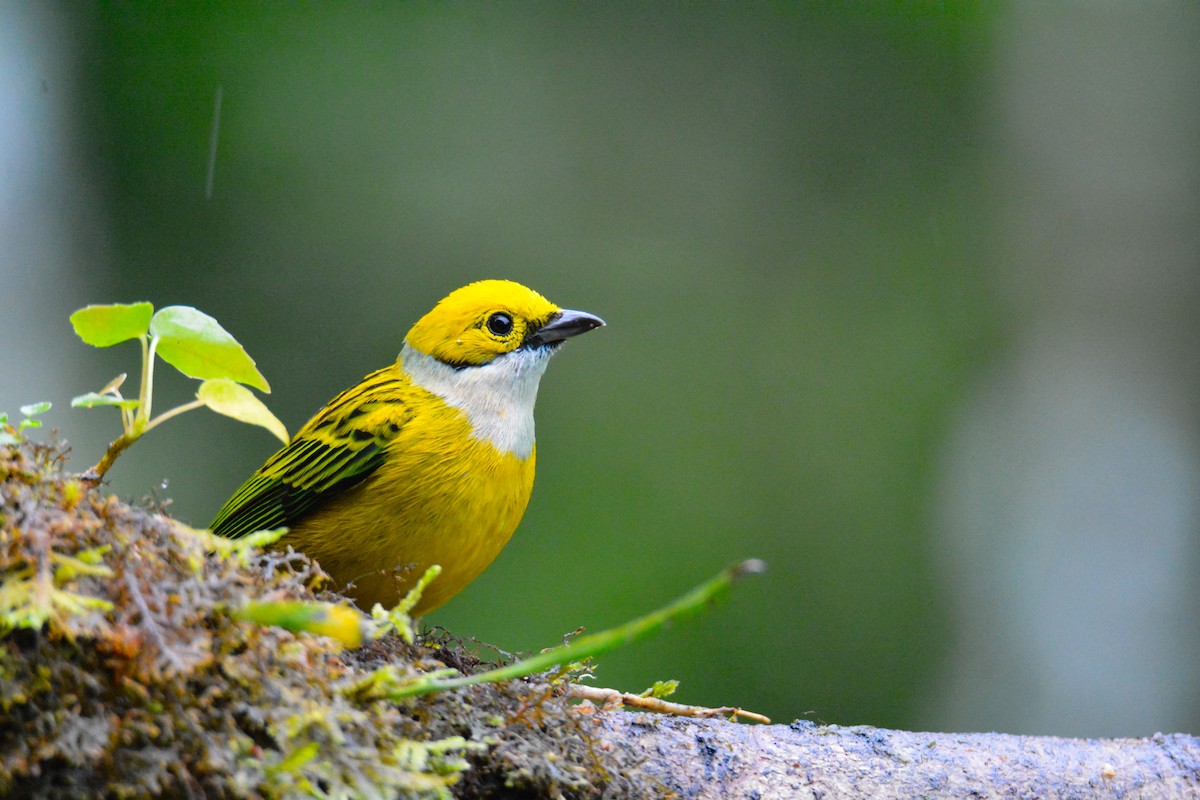 Silver-throated Tanager - ML646441616