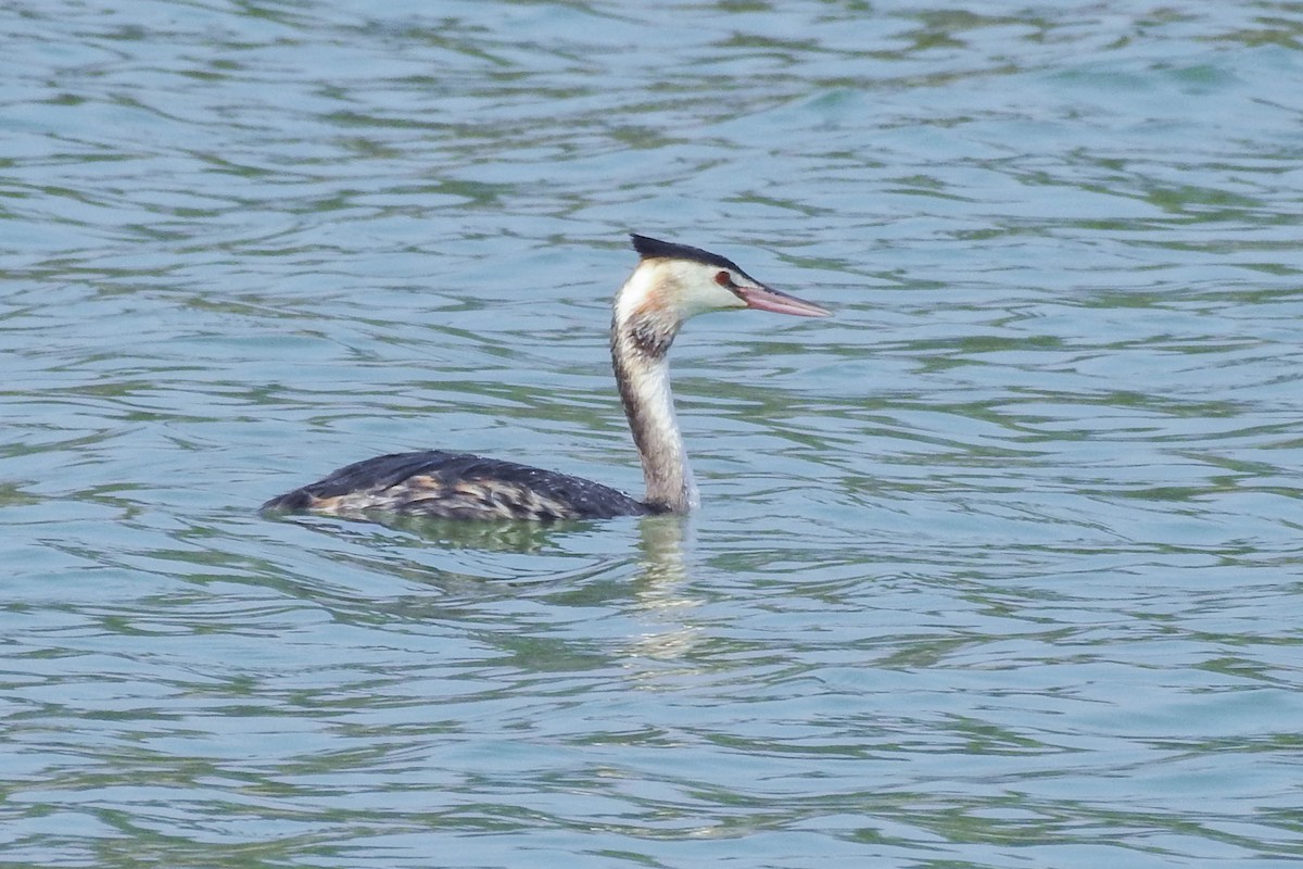 Great Crested Grebe - ML646441618