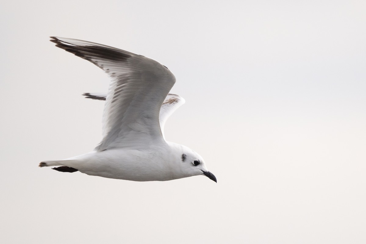 黑嘴鷗 - ML646441619