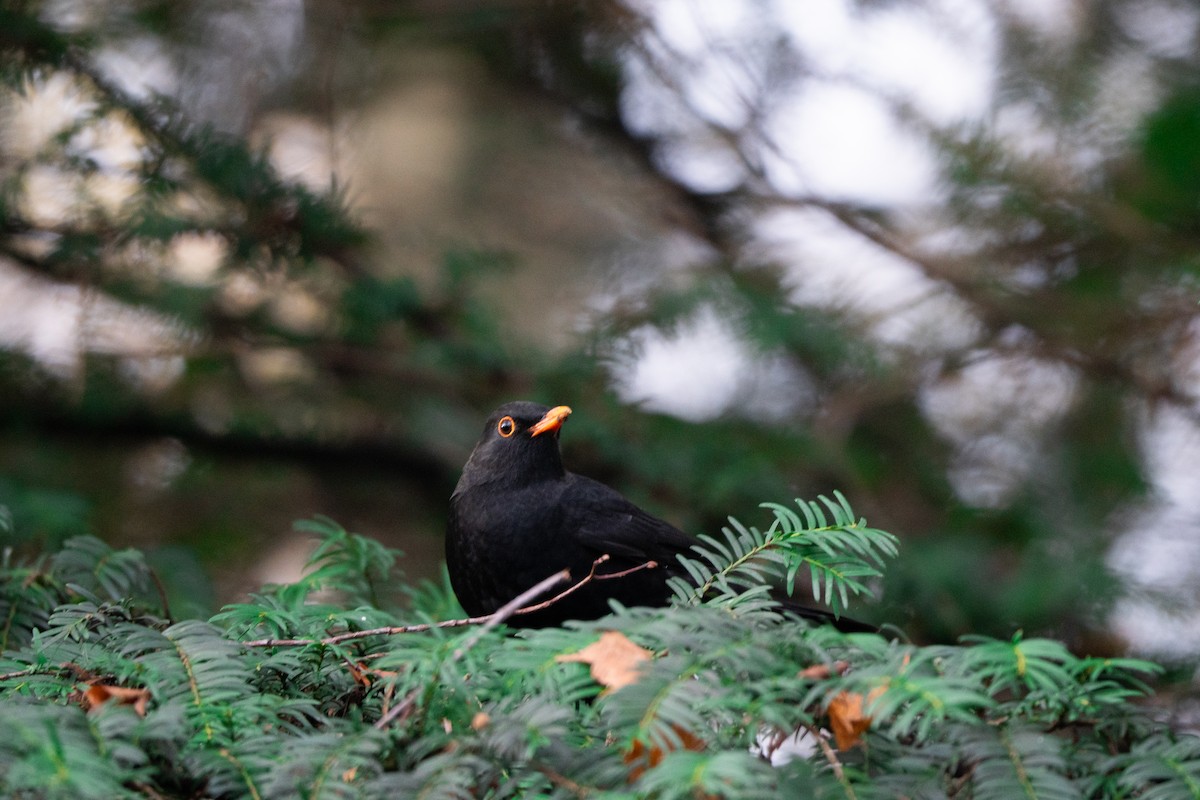 Eurasian Blackbird - ML646441620