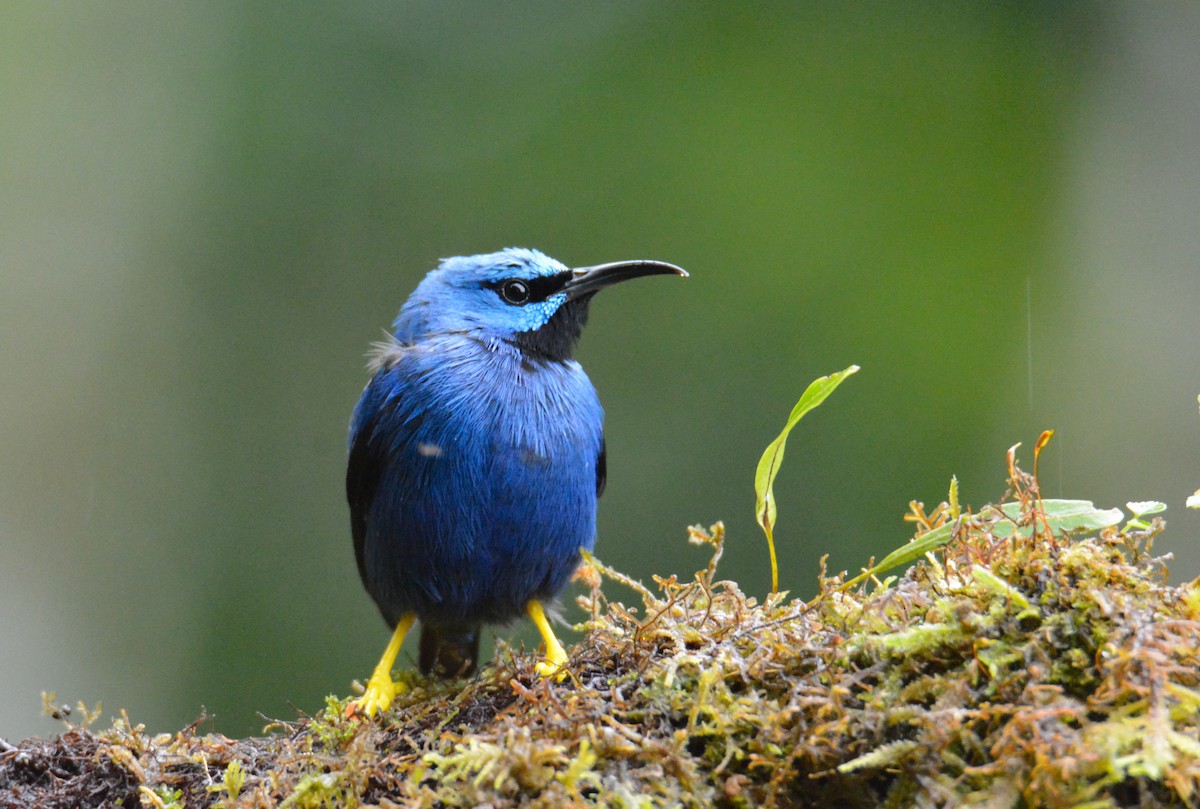 Shining Honeycreeper - ML646441621