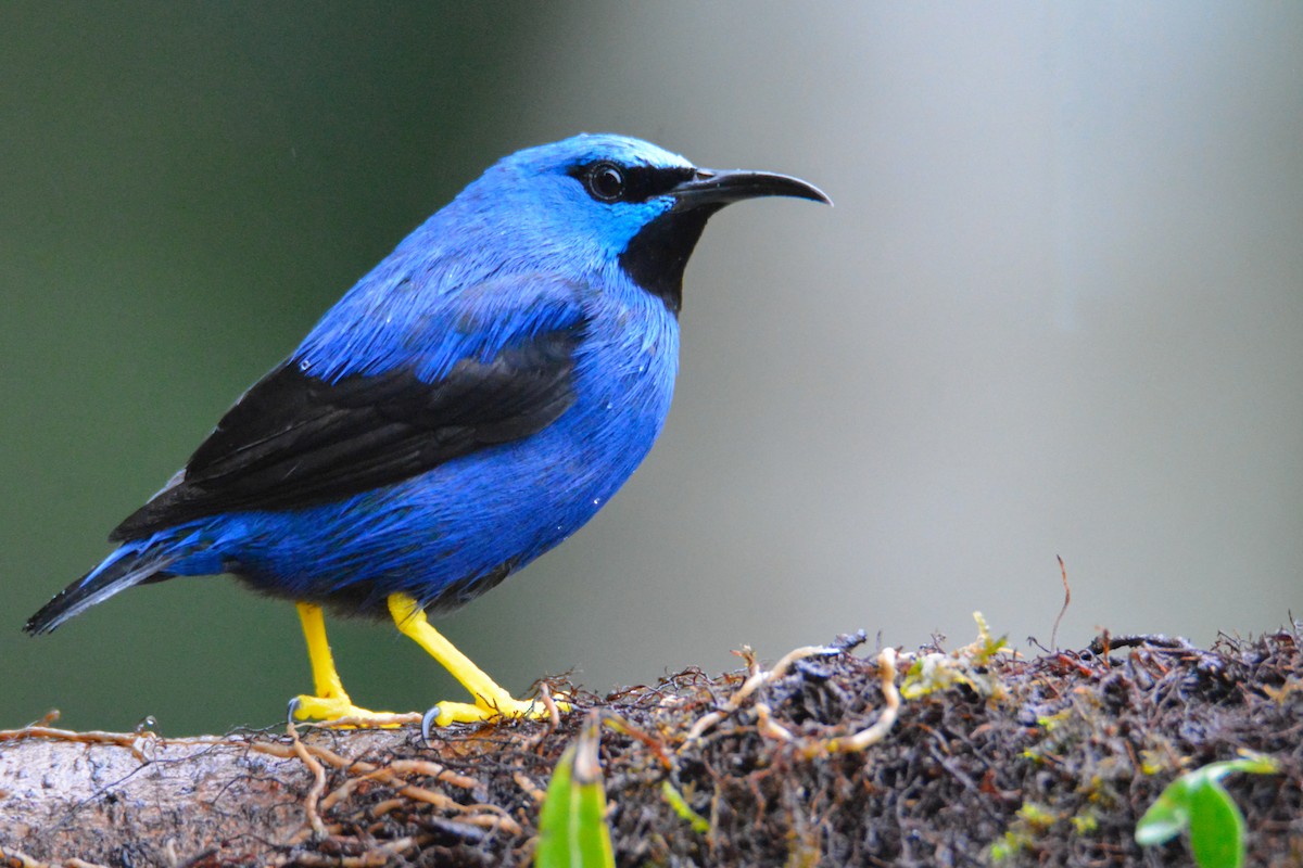 Shining Honeycreeper - ML646441622