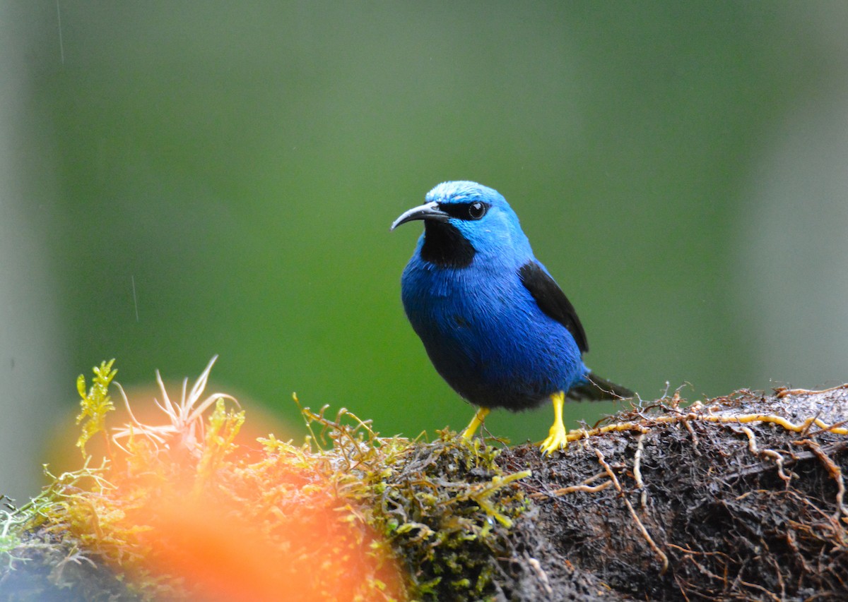 Shining Honeycreeper - ML646441623