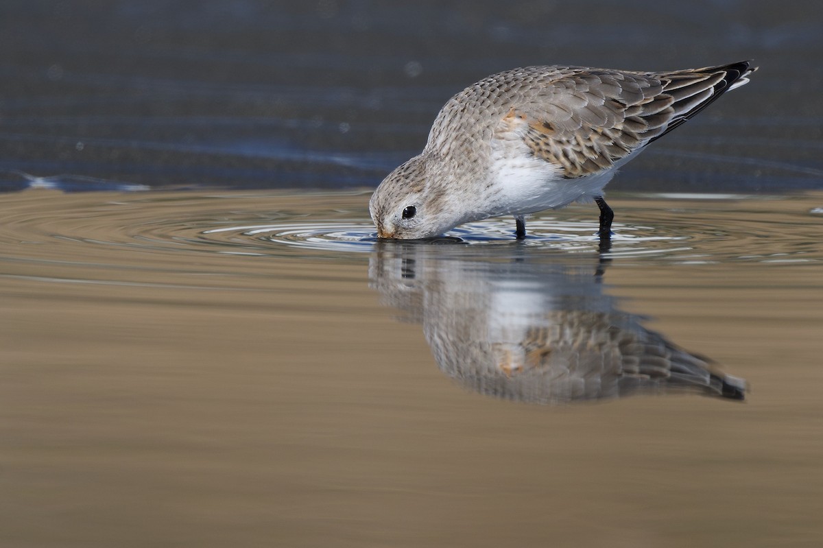 黑腹濱鷸 - ML646441624
