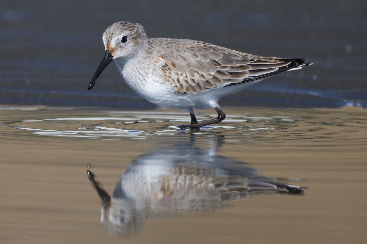 黑腹濱鷸 - ML646441625