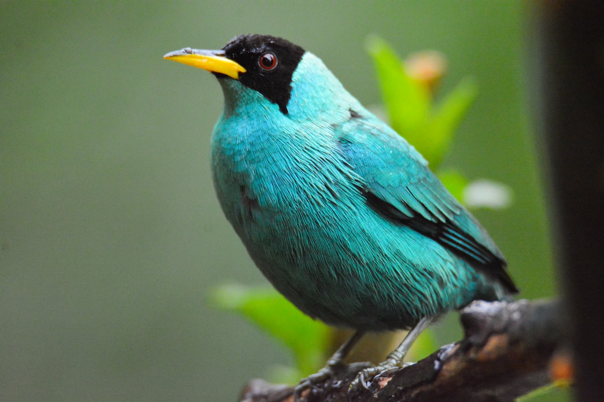 Green Honeycreeper - ML646441629