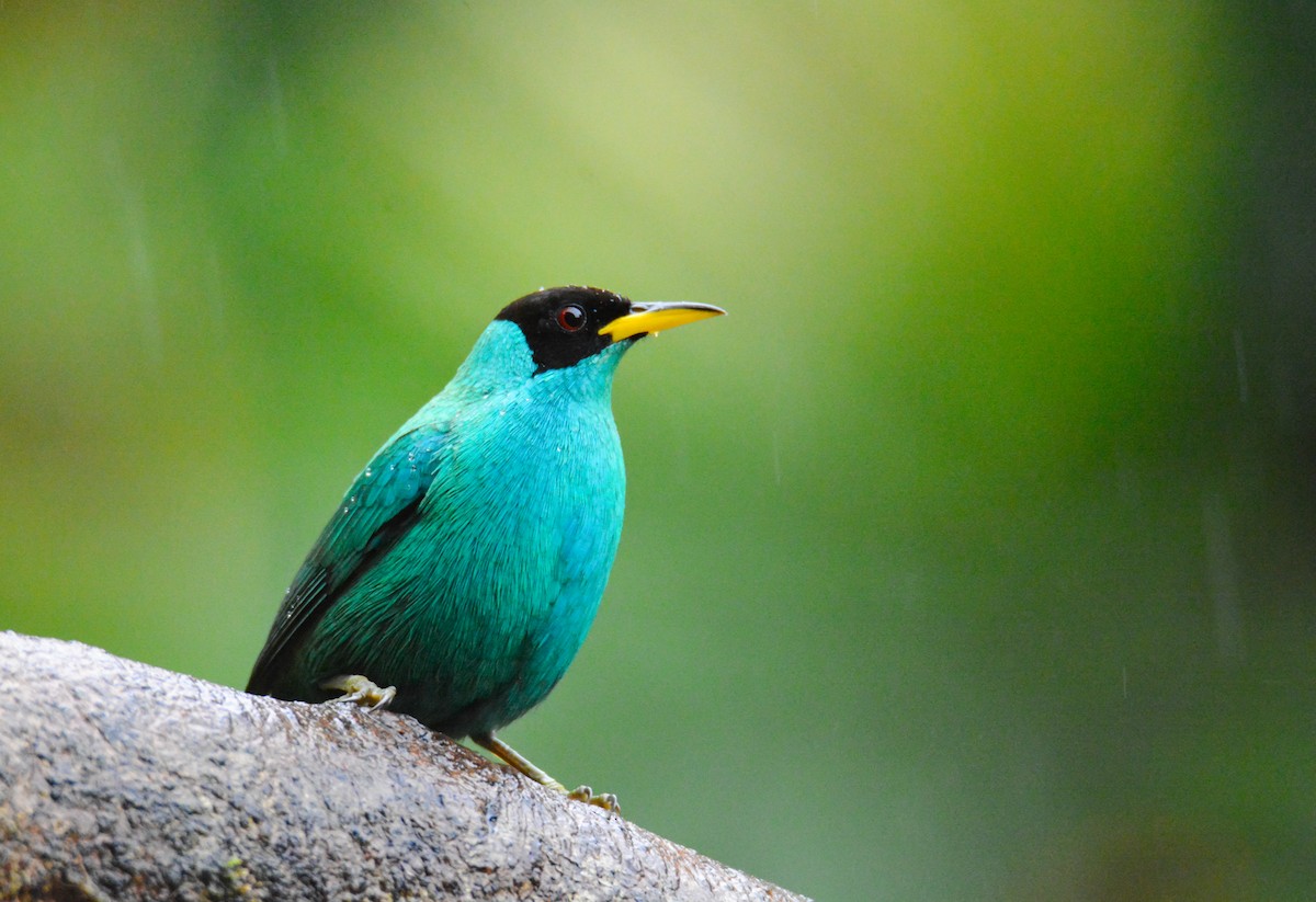 Green Honeycreeper - ML646441630