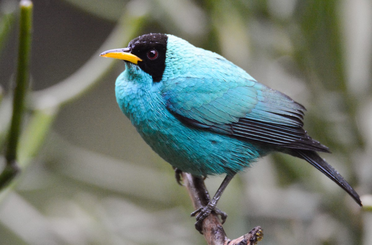 Green Honeycreeper - ML646441631