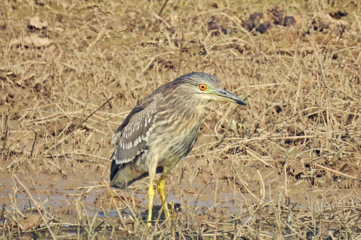 Black-crowned Night Heron - ML646441632
