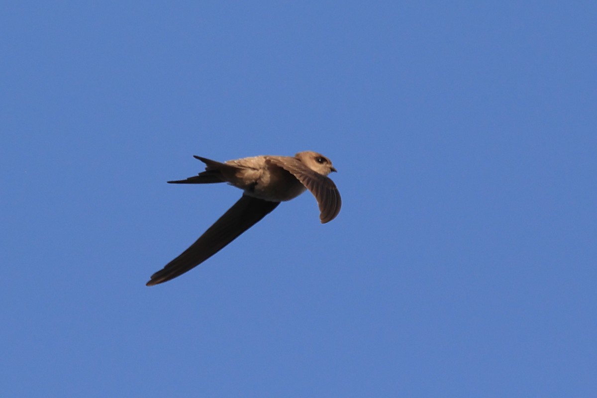 Азиатский пальмовый стриж - ML646441633