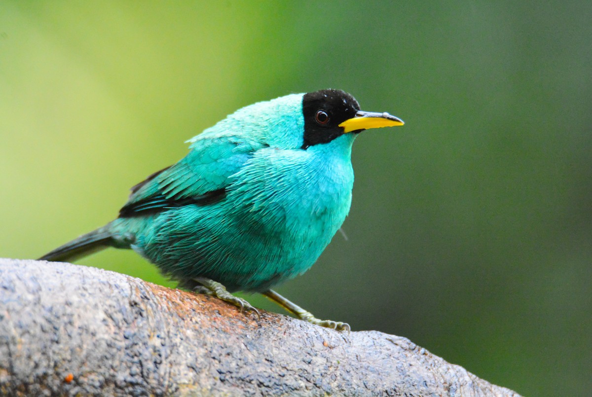 Green Honeycreeper - ML646441635