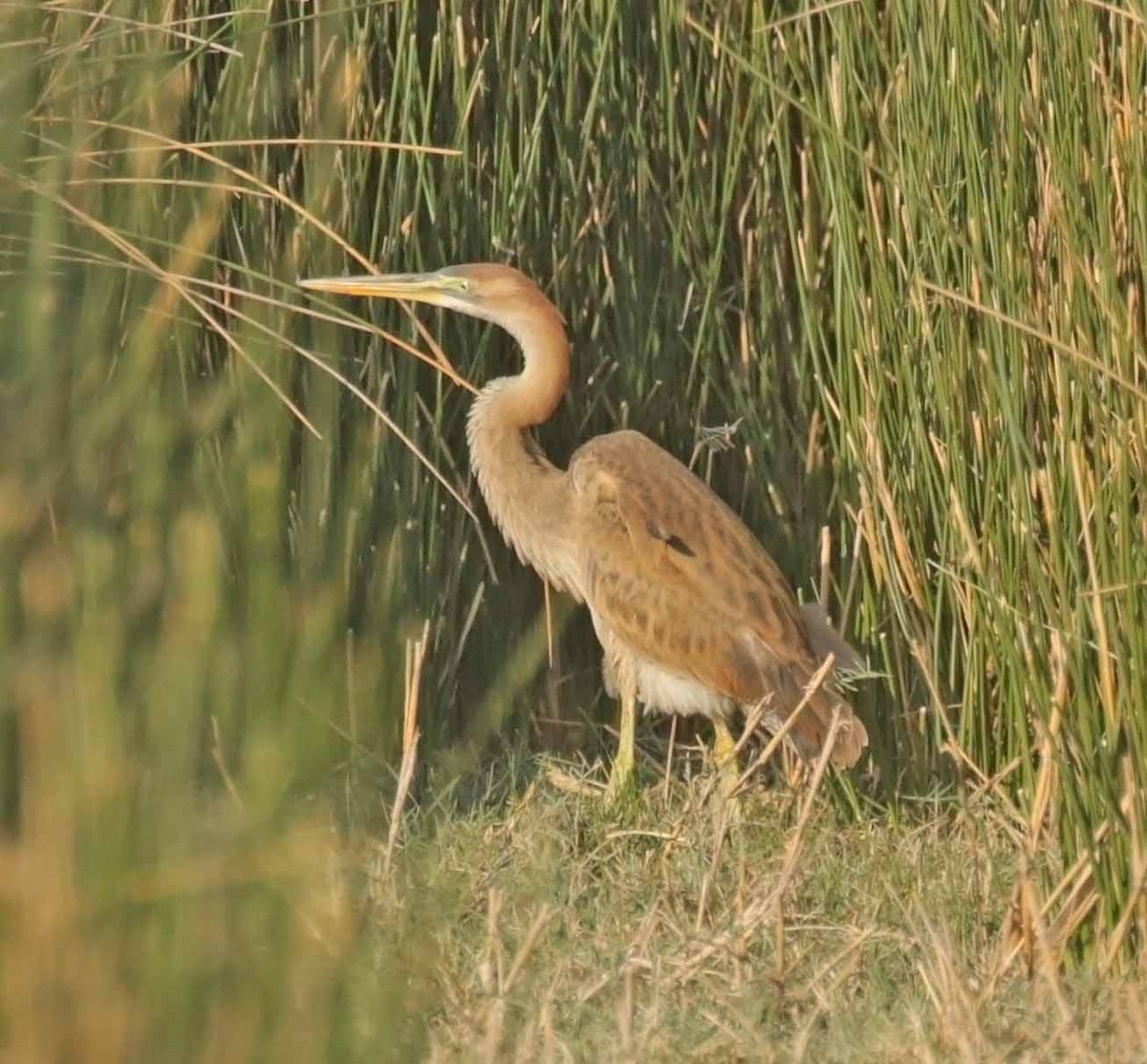 Purple Heron - ML646441636