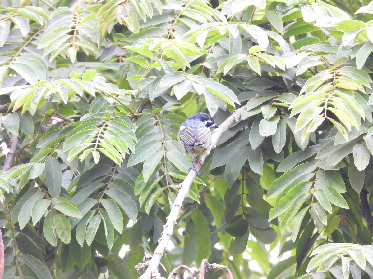 Barbudito Culigualdo - ML646441644