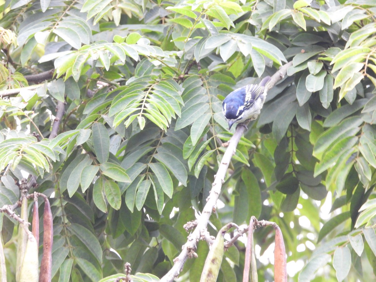 Barbudito Culigualdo - ML646441645