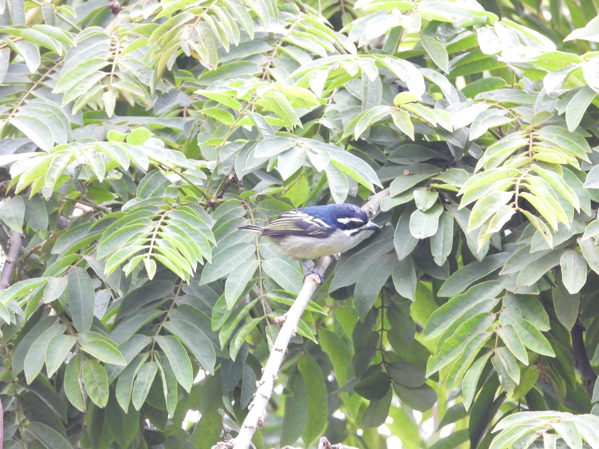 Barbudito Culigualdo - ML646441646