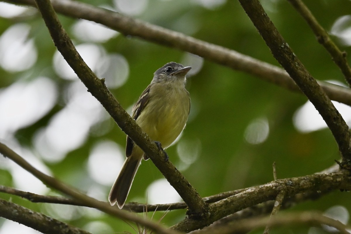 Yellow-olive Flatbill - ML646441649