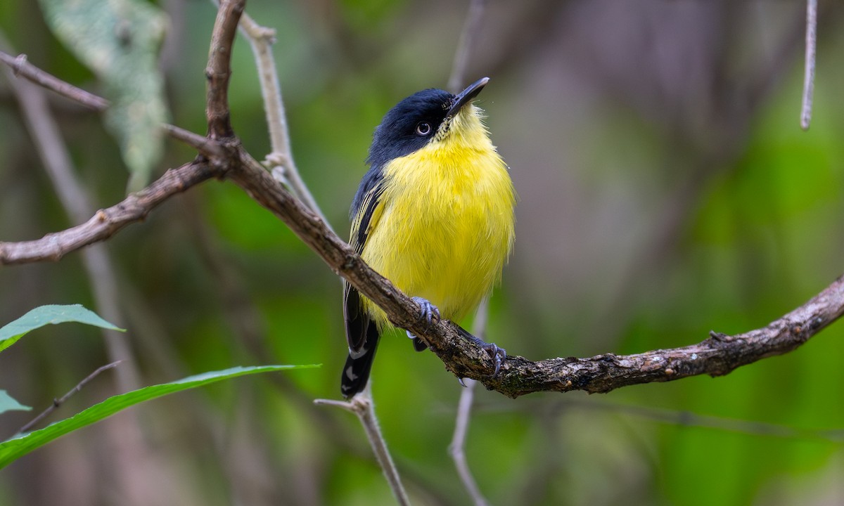 Common Tody-Flycatcher - ML646441656