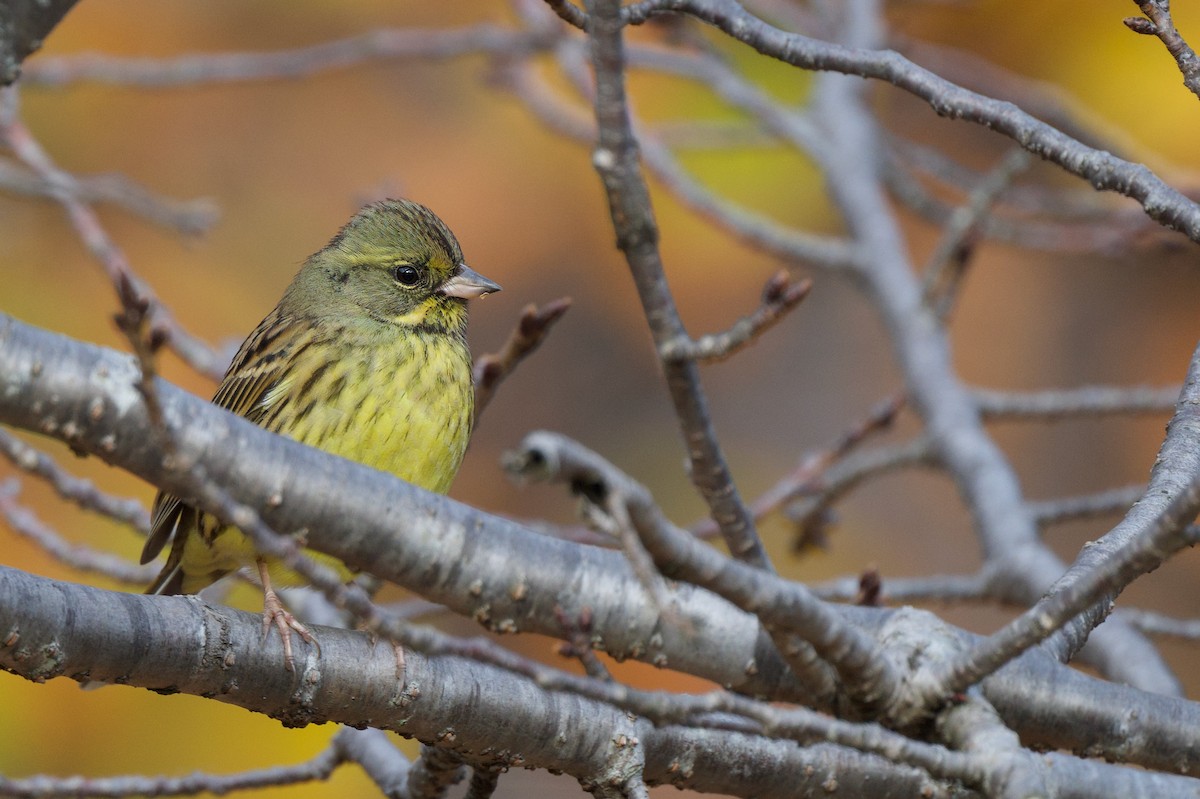 黃喉黑臉鵐 - ML646441658