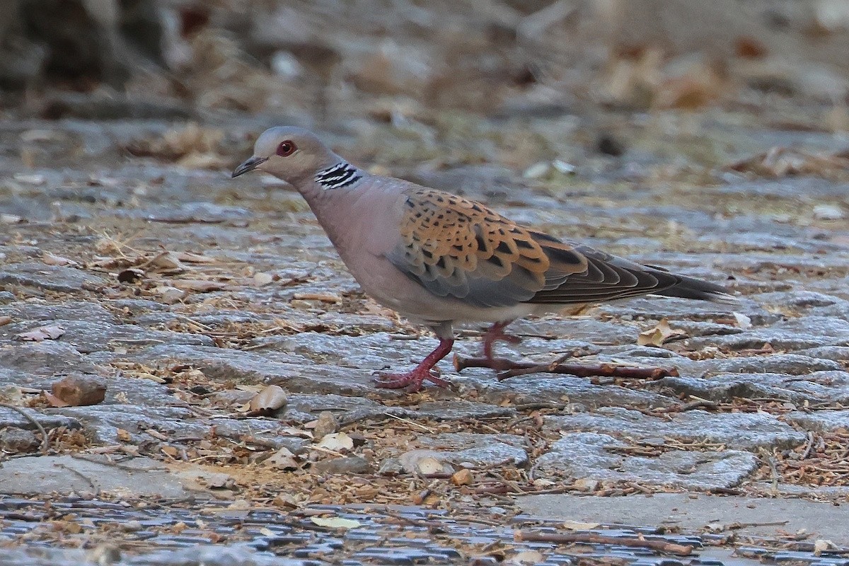 European Turtle-Dove - ML646441659